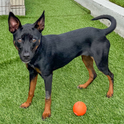 AURORA - Miniature Pinscher / Mix available for adoption