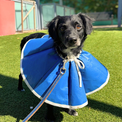 CASS - Long Coat Chihuahua / Mix available for adoption
