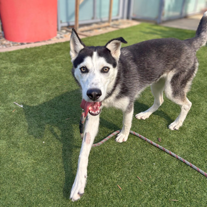 MALLORY - Siberian Husky / Mix available for adoption