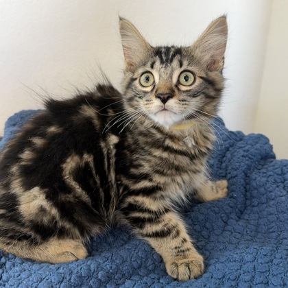 CODY - Domestic Shorthair / Mix available for adoption