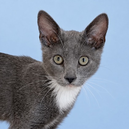 CUARTO - Domestic Shorthair / Mix available for adoption
