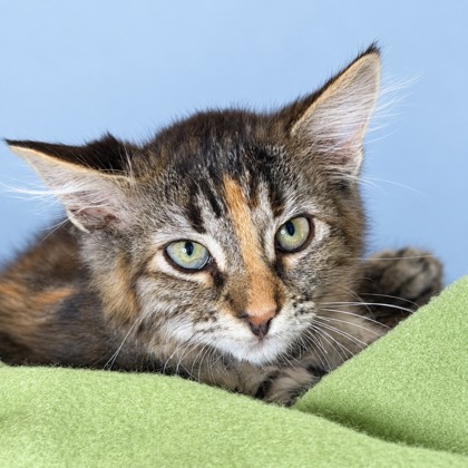 LOIS - Domestic Shorthair / Mix available for adoption