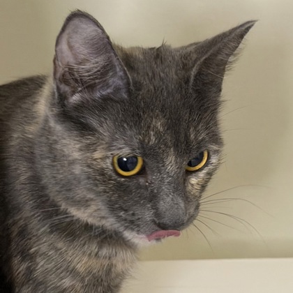 BONITO - Domestic Shorthair / Mix available for adoption