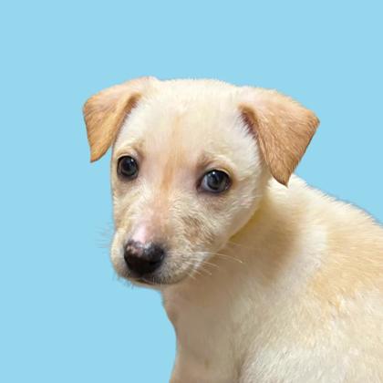 PEANUT - Shepherd / Mix available for adoption