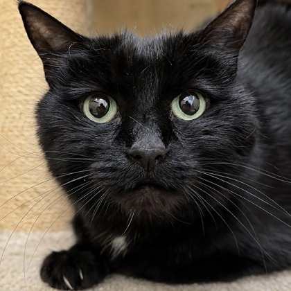 ELLA - Domestic Shorthair / Mix available for adoption
