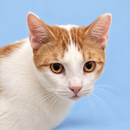 NICO - Domestic Shorthair / Mix available for adoption