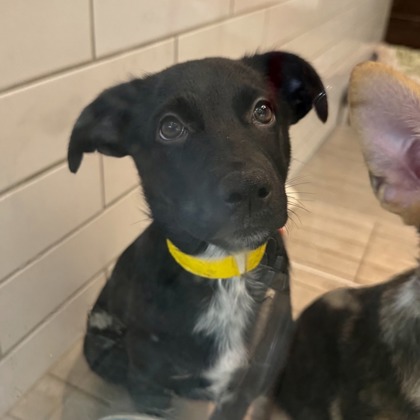 MURRAY - Australian Cattle Dog / Mix available for adoption