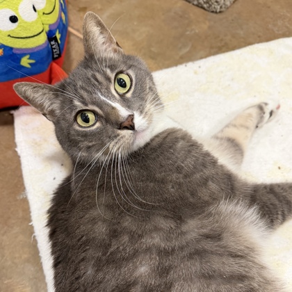 RUKUS - Domestic Shorthair / Mix available for adoption