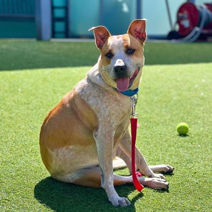 HOWDY - Australian Cattle Dog / Mix available for adoption