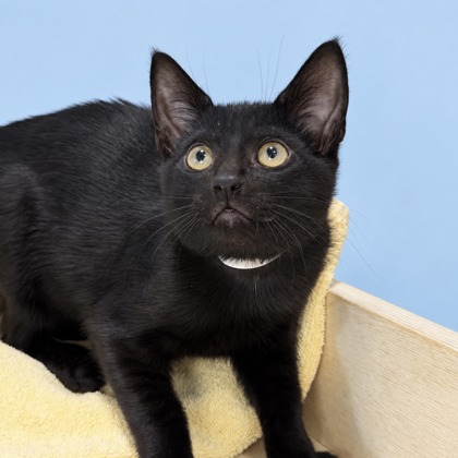 MILO - Domestic Shorthair / Mix for adoption in San Francisco