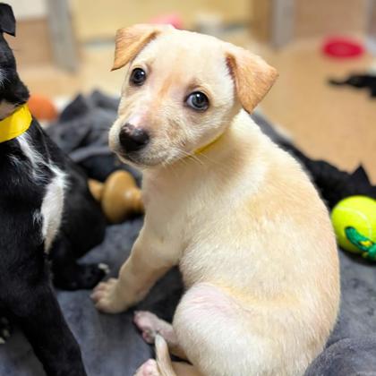 PEANUT - Shepherd / Mix available for adoption