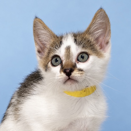 CRANSTON - Domestic Shorthair / Mix available for adoption