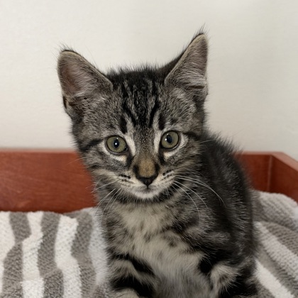 IAN - Domestic Shorthair / Mix available for adoption