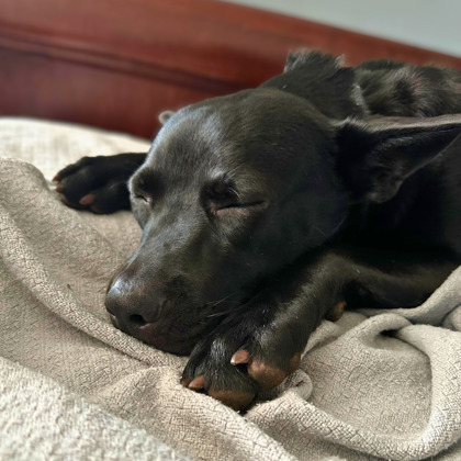 LITTLE BISCUIT - Shepherd / Mix available for adoption