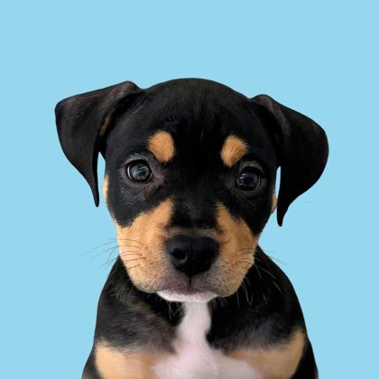AVOCADO - Pit Bull Terrier / Mix available for adoption