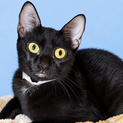 GRACIES - Domestic Shorthair / Mix available for adoption