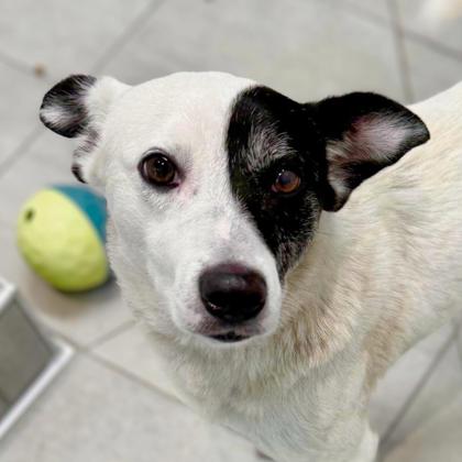 FLYNN - Terrier / Mix available for adoption