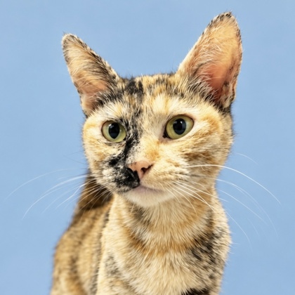 ANGEL BABY - Domestic Shorthair / Mix available for adoption