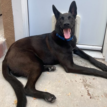 BLAKE - Shepherd / Mix available for adoption