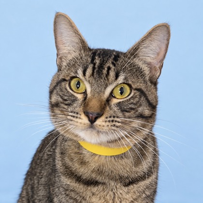 JIM NASTICS - Domestic Shorthair / Mix available for adoption