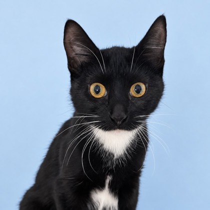 BERRY - Domestic Shorthair / Mix available for adoption