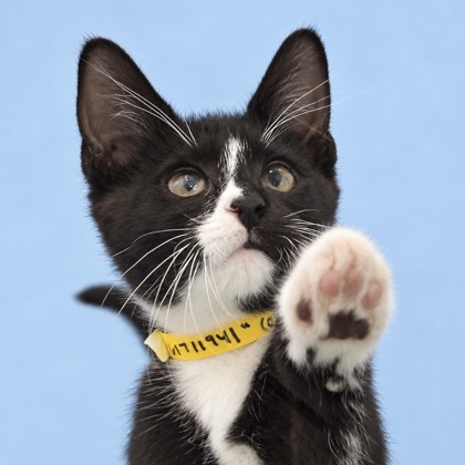 COLUMBUS - Domestic Shorthair / Mix available for adoption