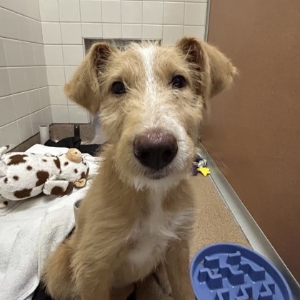 GOLDIE-LOCKS - Terrier / Mix available for adoption