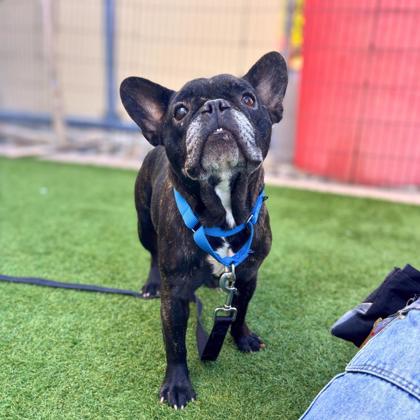 BRINDIE - French Bulldog / Mix available for adoption