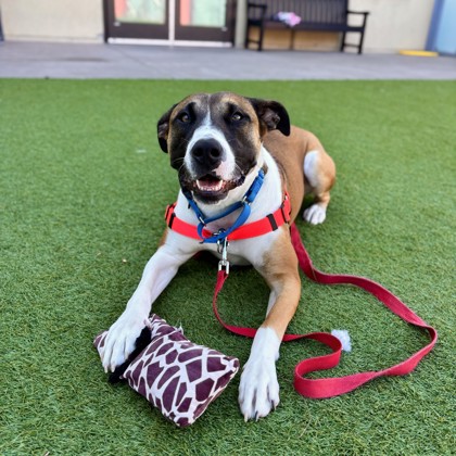 COCONUT - Pit Bull Terrier / Mix available for adoption
