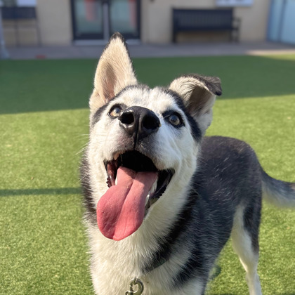 MALLORY - Siberian Husky / Mix available for adoption