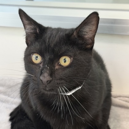BRANDO - Domestic Shorthair / Mix available for adoption