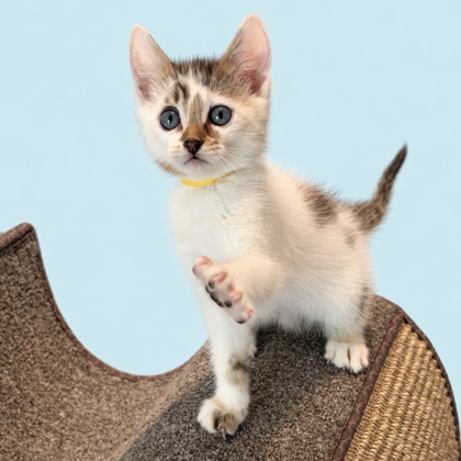 CARRIE - Domestic Shorthair / Mix available for adoption