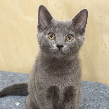 CHINCHILLA - Domestic Shorthair / Mix available for adoption