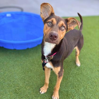 MAXIMO - Shepherd / Mix available for adoption