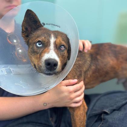 CLEM - German Shepherd / Mix available for adoption