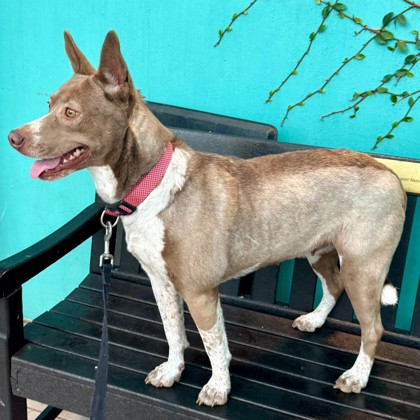 SWEET HEAT - Australian Cattle Dog / Mix available for adoption