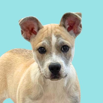 OPHELIA - Terrier / Mix available for adoption