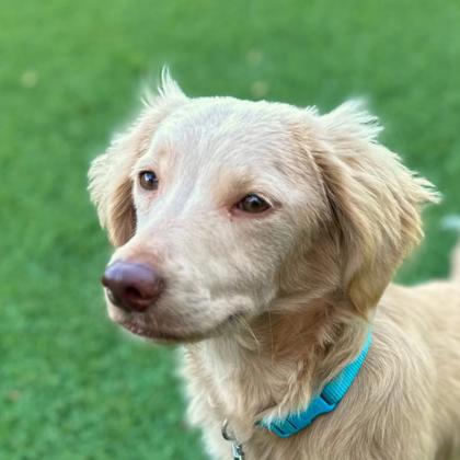 HONEY - Miniature Long Haired Dachshund / Mix available for adoption