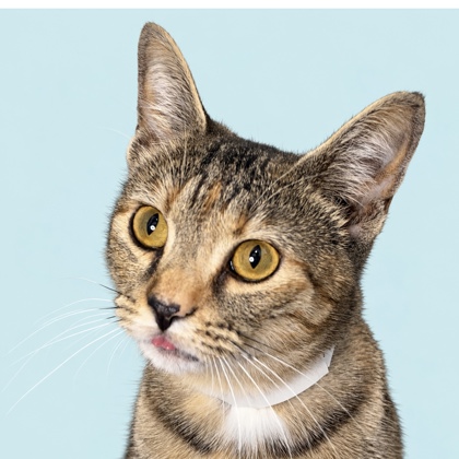 BALLHALLA - Domestic Shorthair / Mix available for adoption