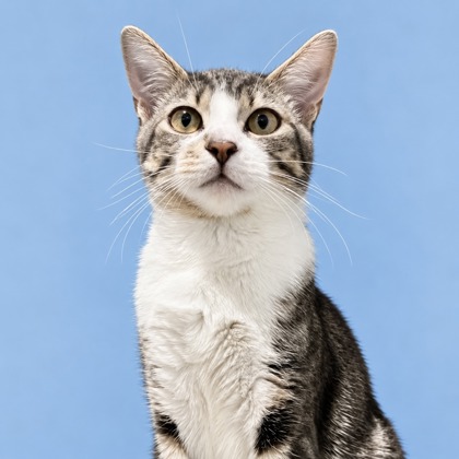 ELMORE - Domestic Shorthair / Mix available for adoption