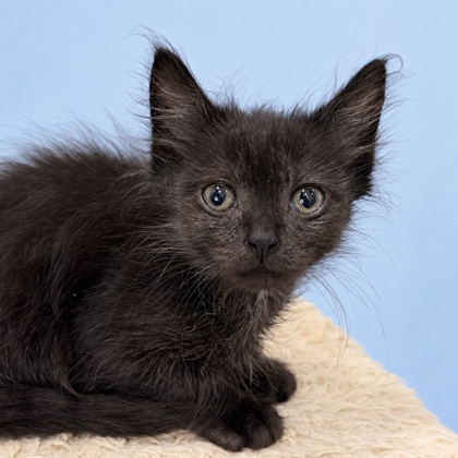 BAT BOY - Domestic Shorthair / Mix available for adoption