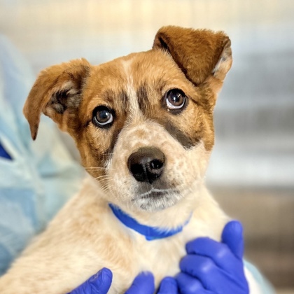 Adopt a Dog - SF SPCA Adopt a Dog - SF SPCA