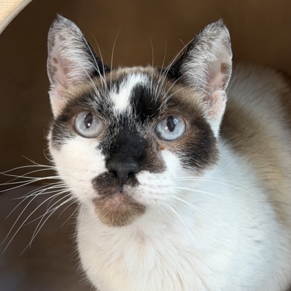 TAILSPIN - Siamese / Mix available for adoption