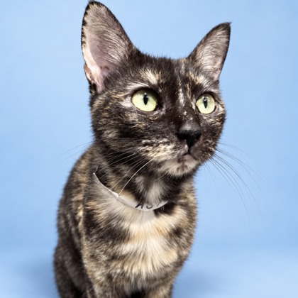 FRIDA - Domestic Shorthair / Mix available for adoption