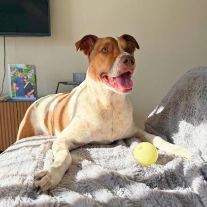 TULIP - Australian Cattle Dog / Mix for adoption in San Francisco