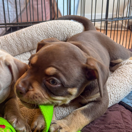 ARTICHOKE - Pit Bull Terrier / Mix available for adoption