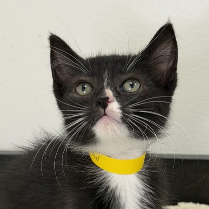 GHOUL - Domestic Shorthair / Mix available for adoption