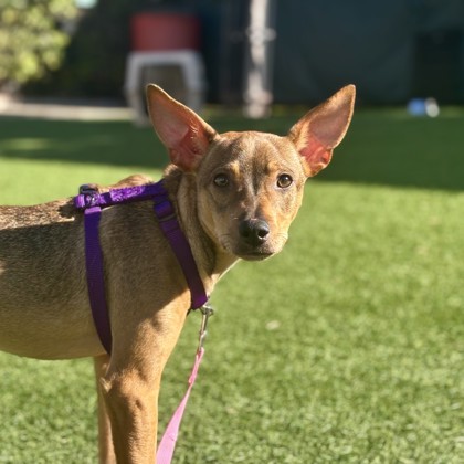 ARLO - Short Coat Chihuahua / Mix available for adoption