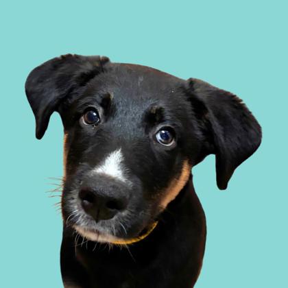 YOGI - Siberian Husky / Mix available for adoption