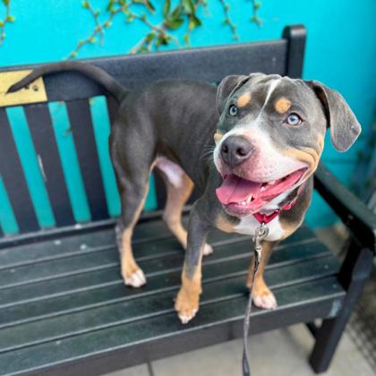 FILLY - Pit Bull Terrier / Mix available for adoption